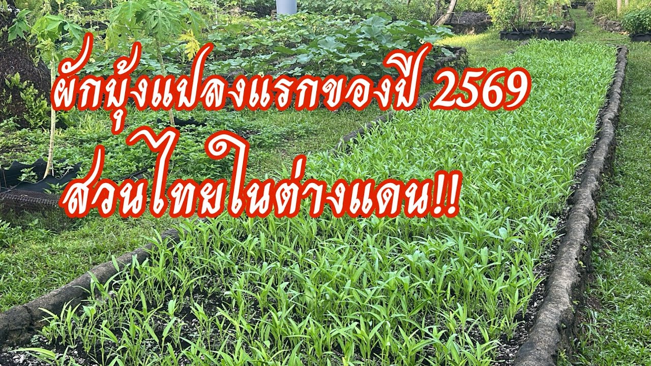 ผักบุ้งแปลงแรกของปี2569มาแล้ว #คนไทยในต่างแดน #garden #gardening #สวน #สวนหลังบ้าน #ผักบุ้งจีน