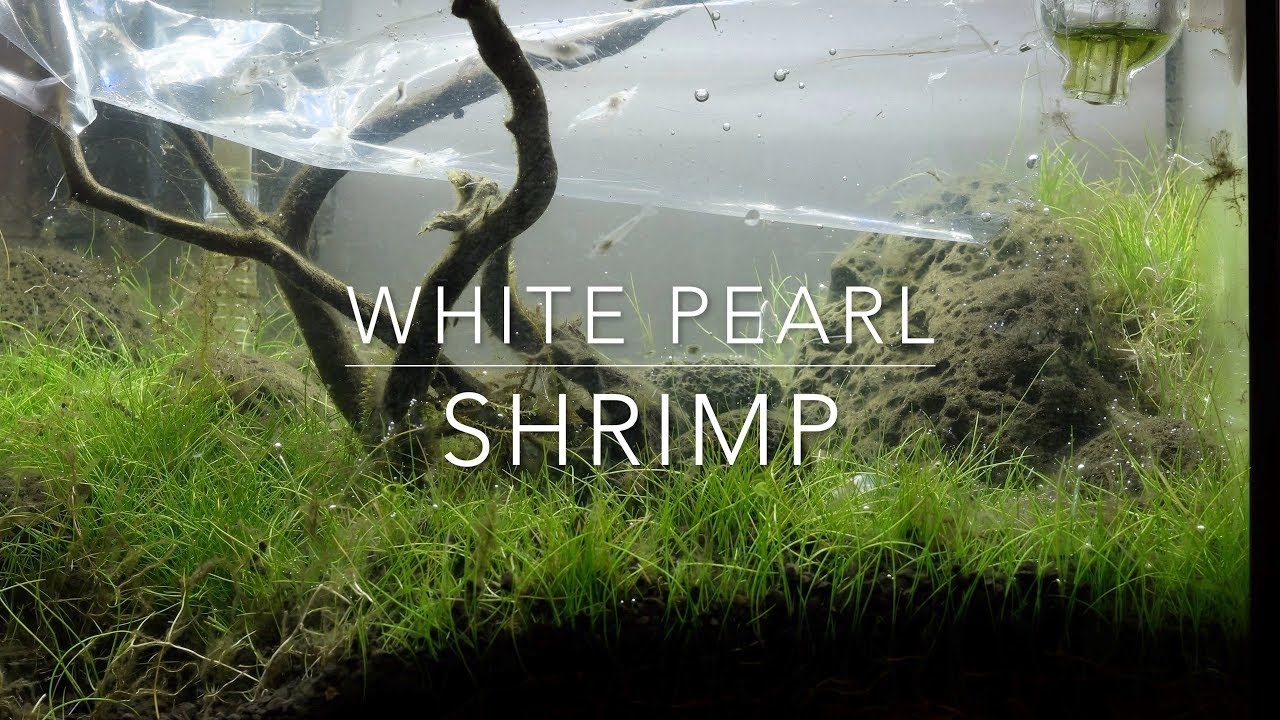 Snowball / white pearl shrimp