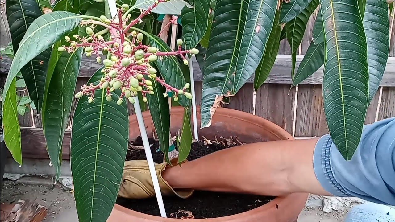 what fertilizer to use for mango trees