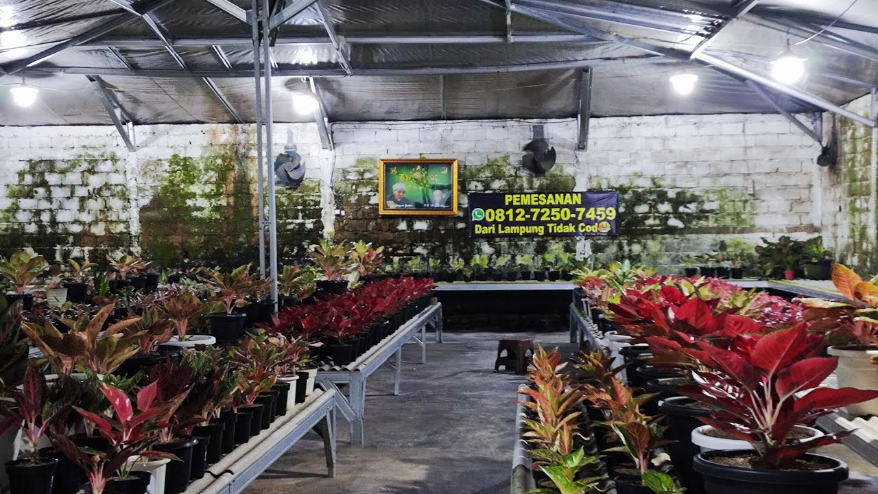 Tanaman Hias aglonema