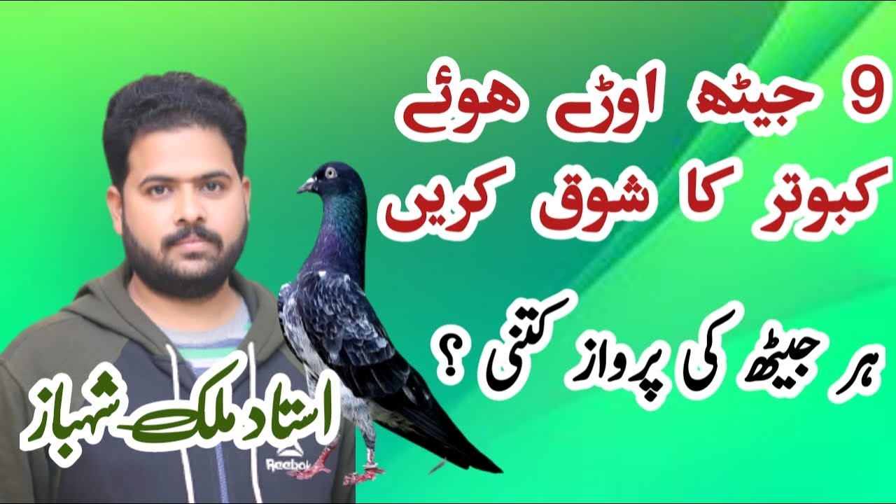 Ustad Malik Shahbaz K 9 Jeth Ury Hwe Kabotar Ka Shok Kary || Kasur Pigeon Shok
