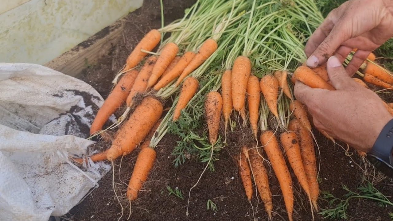 Лучший способ выращивания моркови – попробуйте, чтобы получить качественные и крупные плоды!!