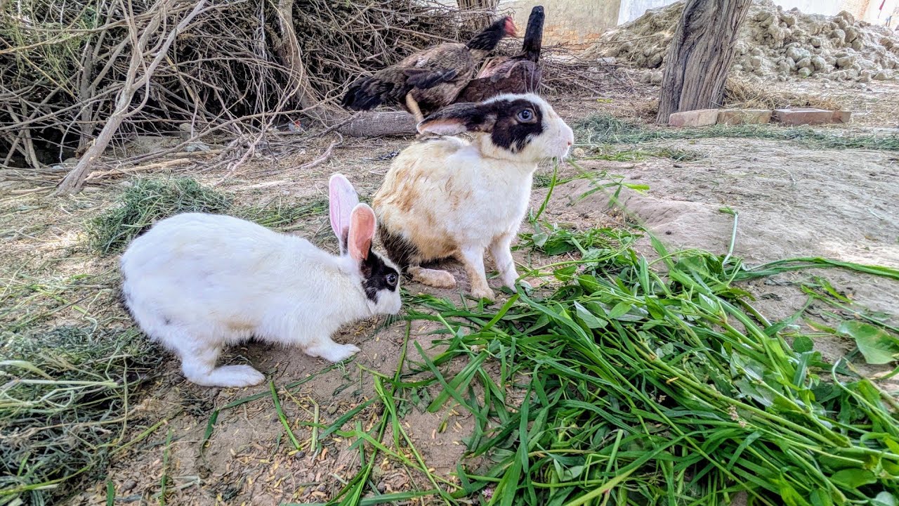 Rabbit eating grass | Beautiful rabbits | Cute rabbits | Animals | Rabbit lover unit