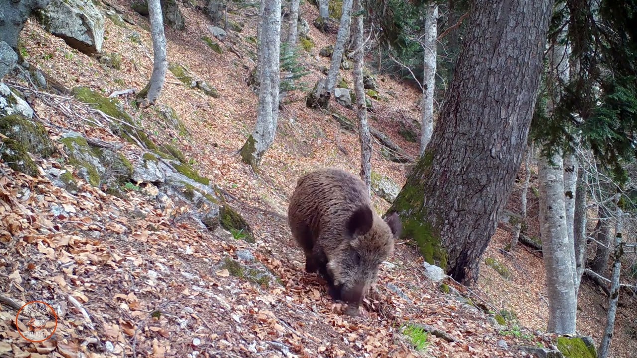 Senglar, Sangli&egrave;r, Sus scrofa