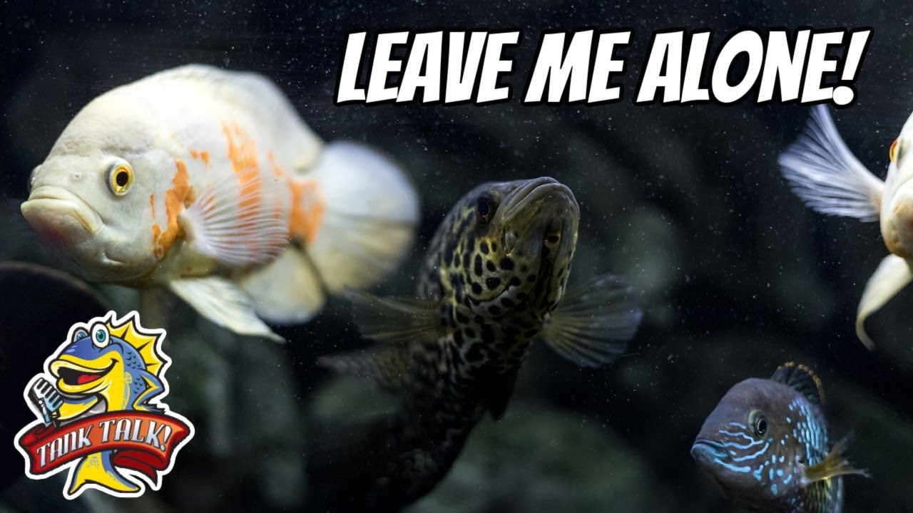 The Most Aggressive Aquarium Fish