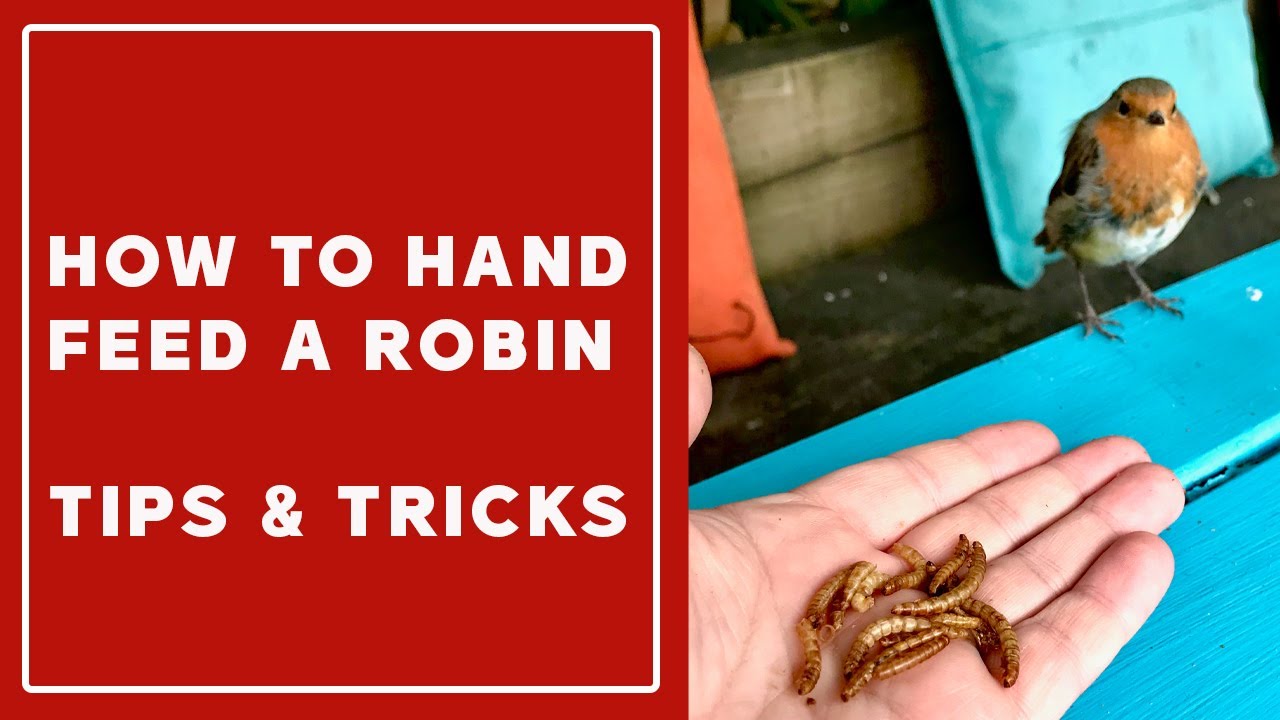 How to hand feed a robin - tips and tricks.