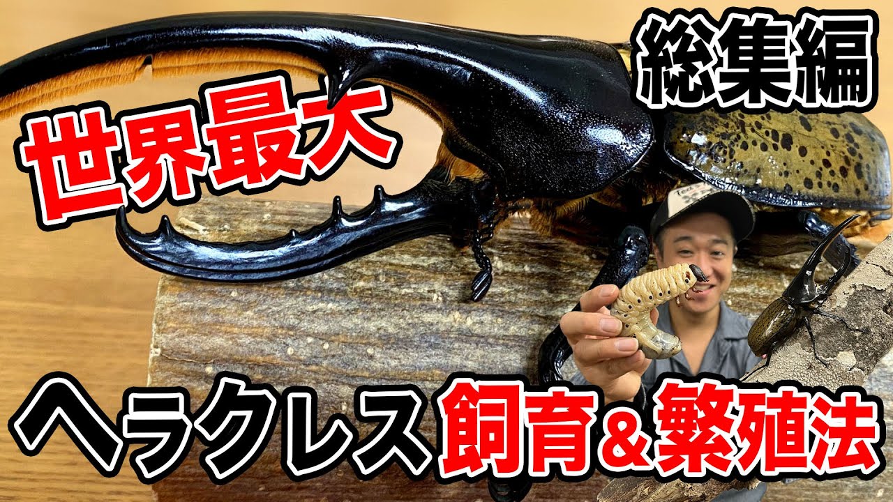 【総集編】動画１本で学べるヘラクレス飼育繁殖解説完全版