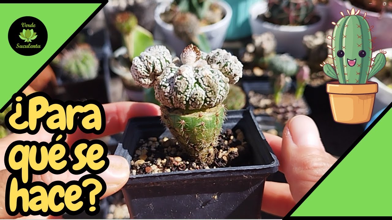 ¿Y cómo cuidar los INJERTOS DE CACTUS?