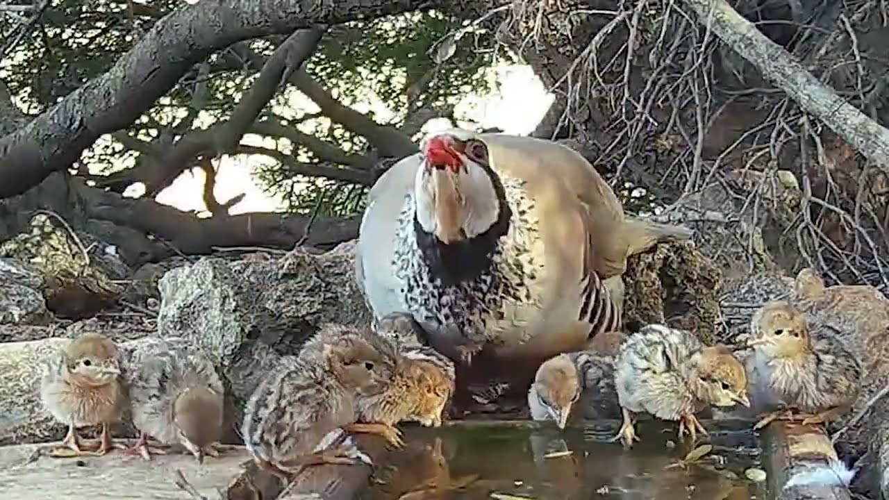 Bebederos para la fauna silvestre colocados por los cazadores