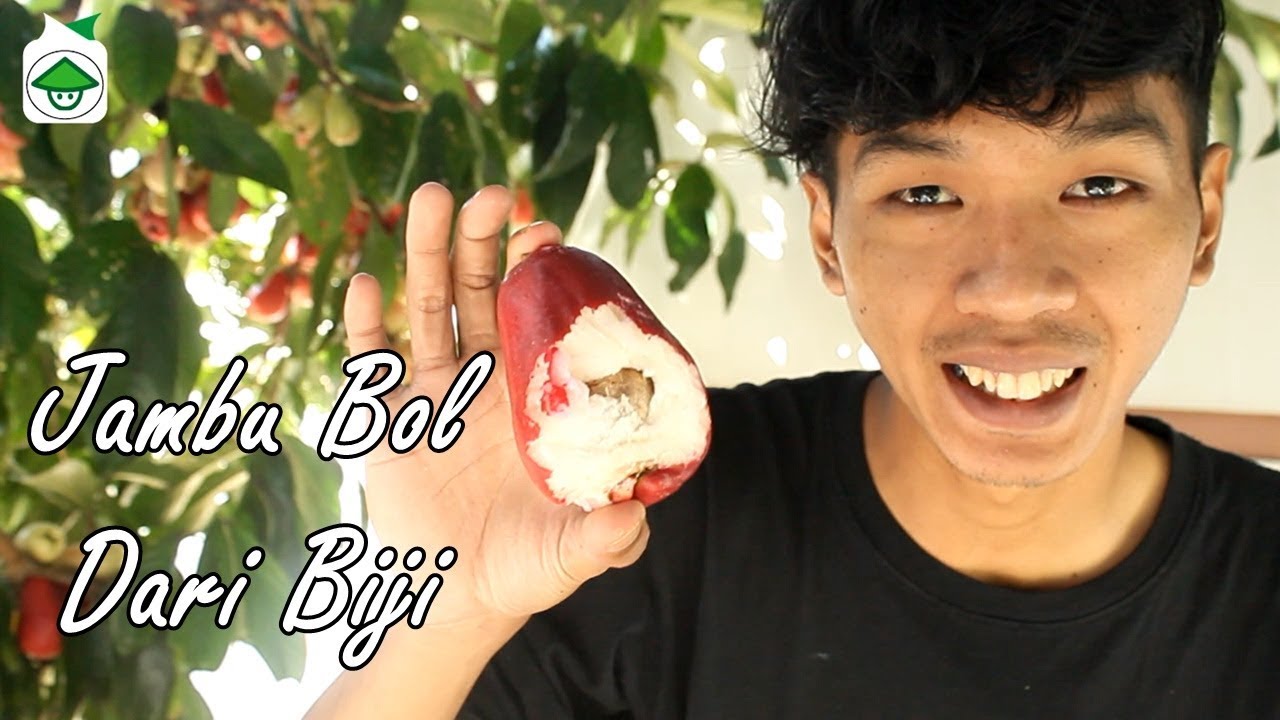 Cara Menanam Jambu Bol Dari Biji