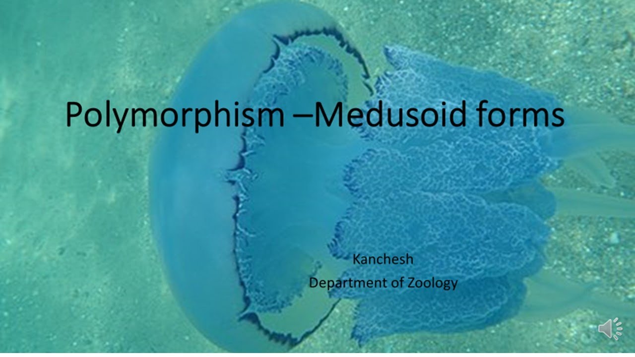 14.Coelenterata  polymorphism medusoid Forms