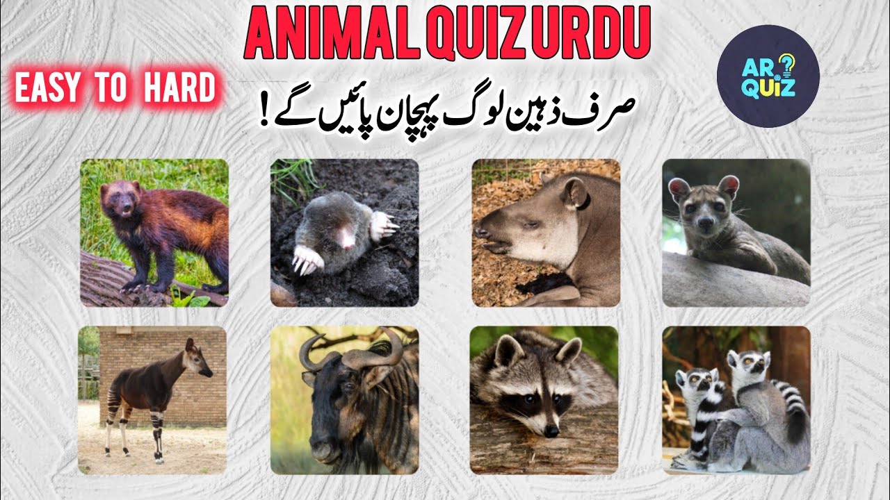 Guess The Animal Urdu Quiz | Janwaron Ki Pehchan Easy to Hard | AR Quiz