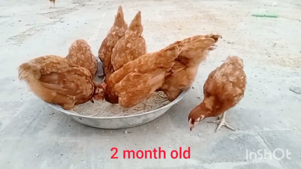 rir hens# rir farming