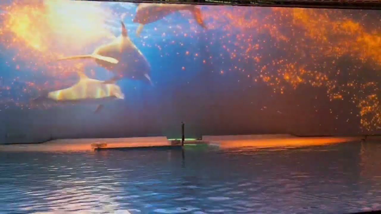 Kolm&aring;rden Dolphin Show | An Unforgettable Experience with Amazing Dolphins