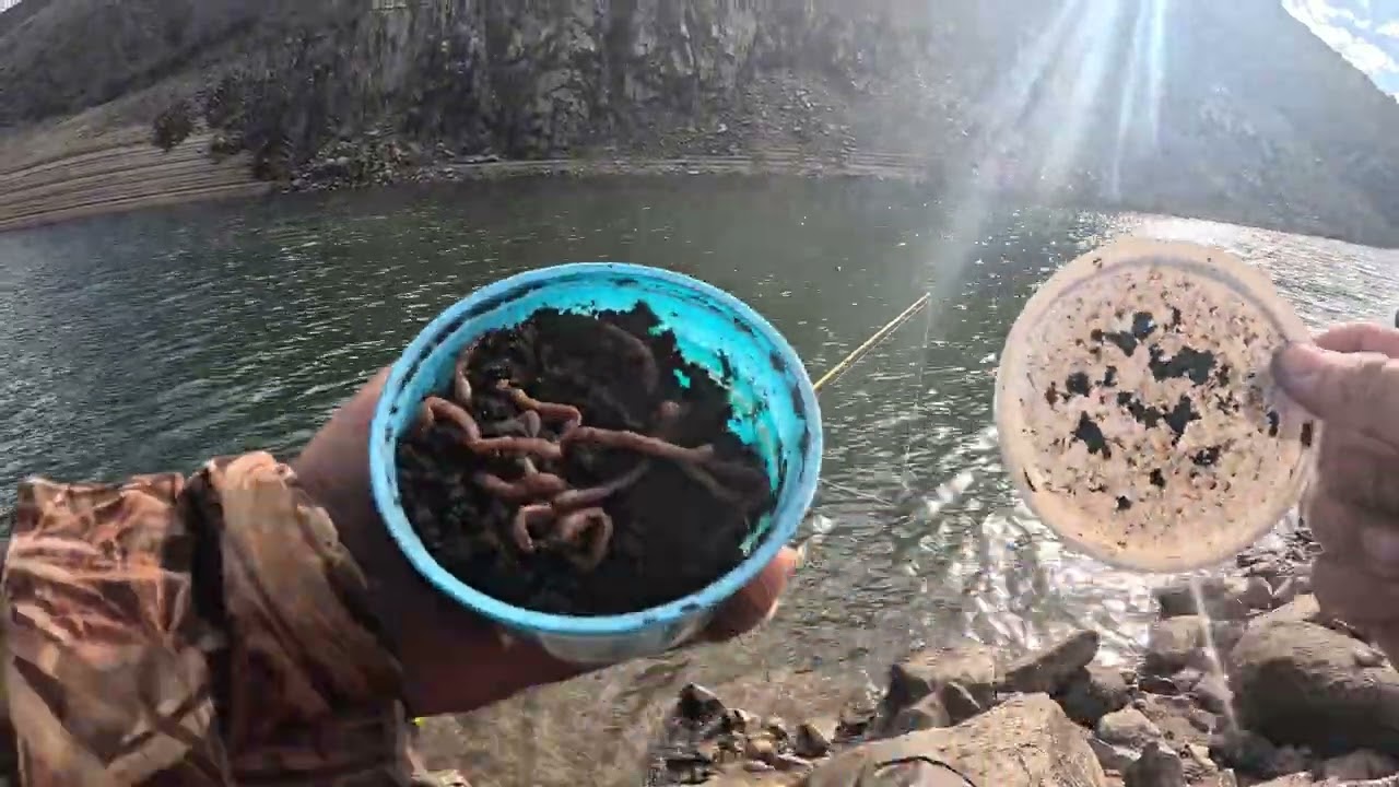 Trout Naver вас подвел