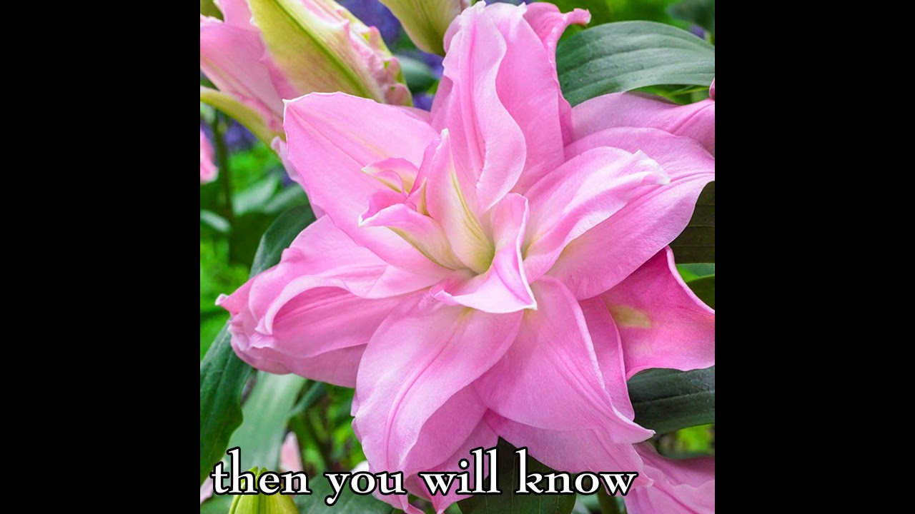 Consider The Lilies