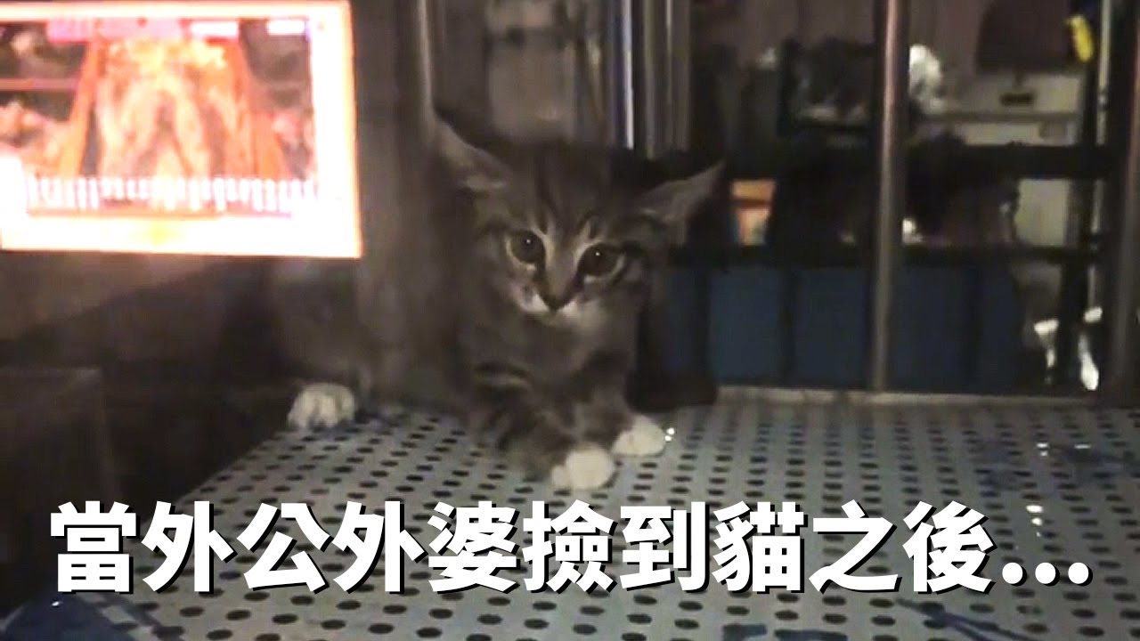 一隻小貓掉落在外婆家14樓窗台上...