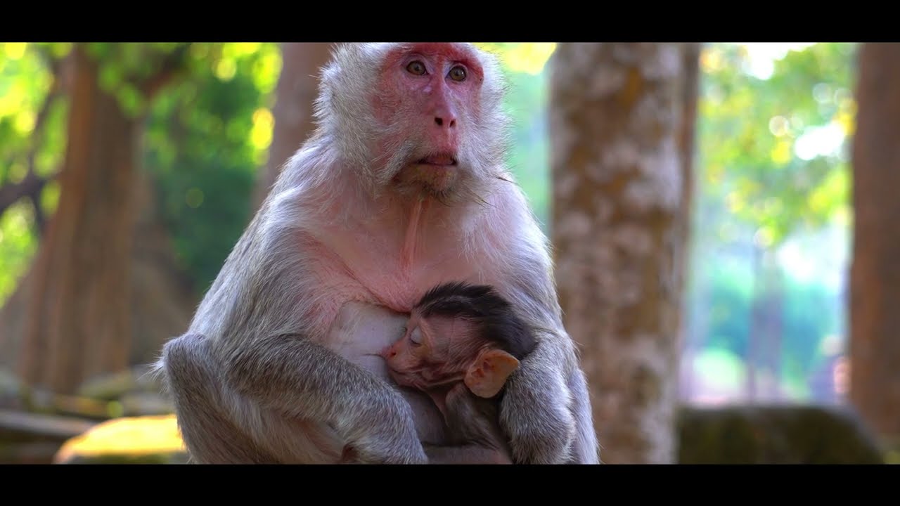 Monkey Family Life in Jungle 🌿 बंदरों का जंगल लाइफ स्टाइल | Monkey Daily Routine