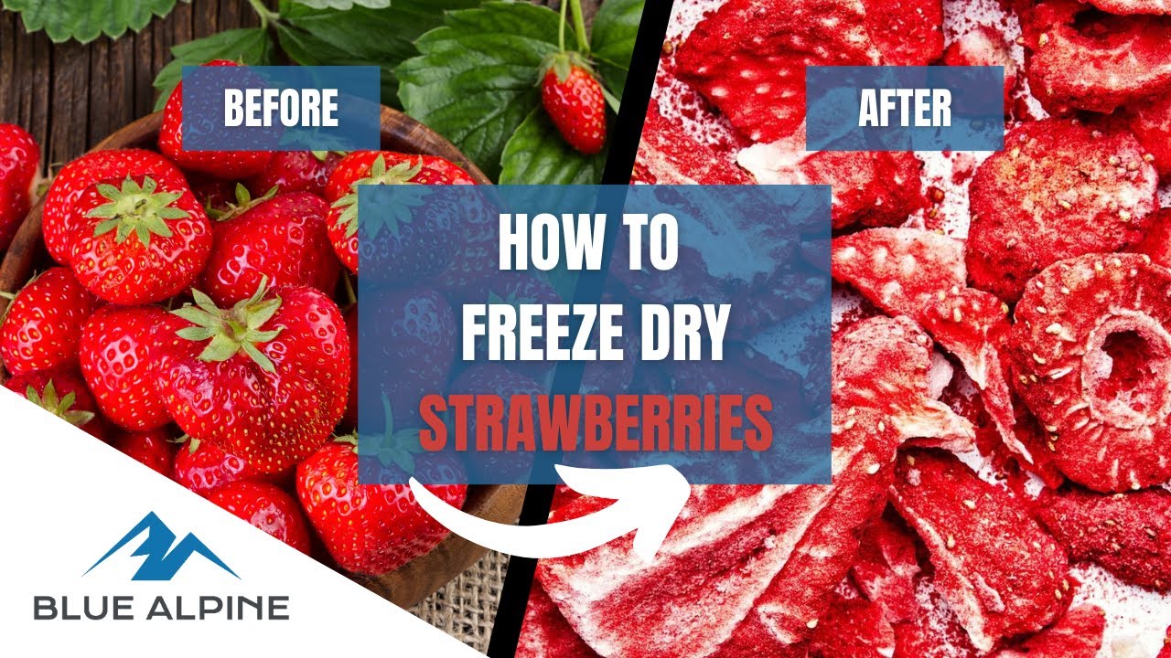 Freeze Drying Strawberries with Blue Alpine Freeze Dryers: Preserving the flavor for 25+ years!