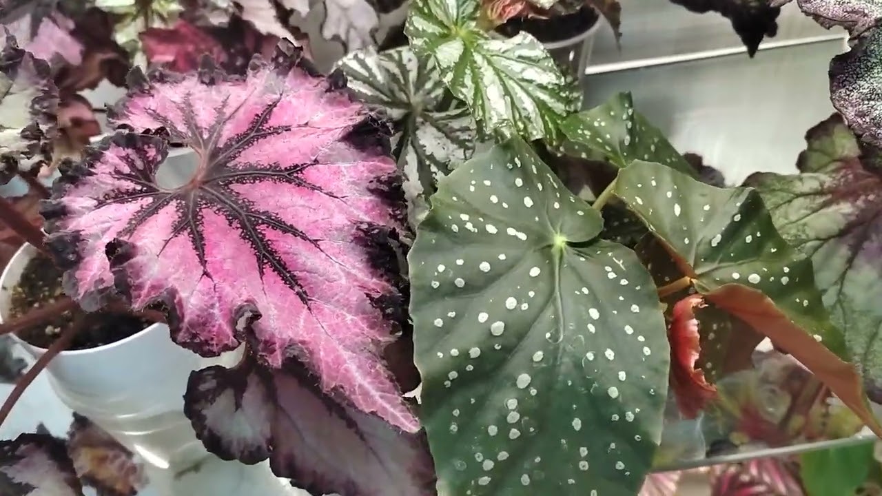 Бегонии сеянцы и подростки🌿