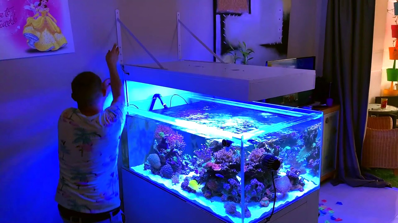 Lui necesita mas luz T5 + Led Hydra 26HD ( Deutscher Untertitel)