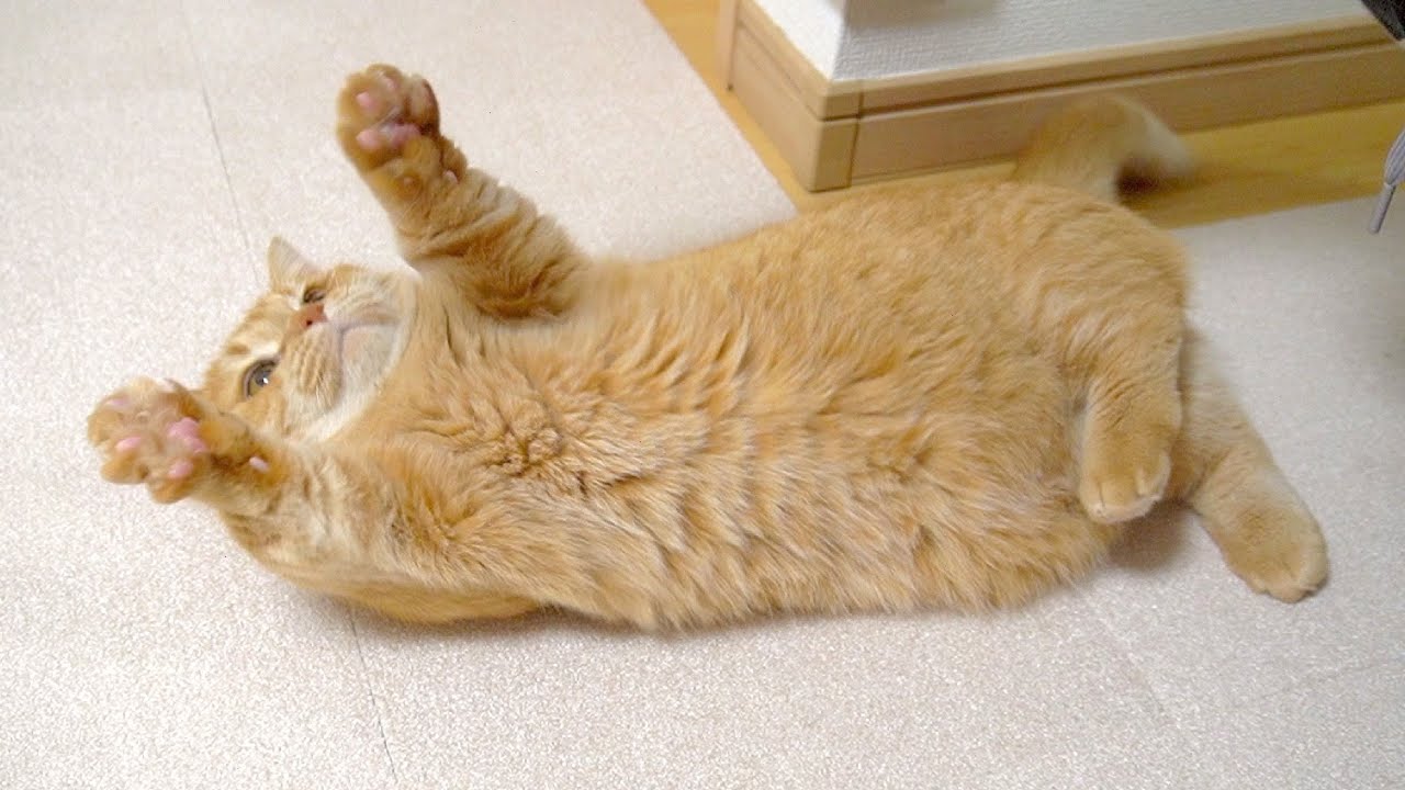 短足猫の大運動会が可愛すぎる！【未公開シーン】-The big athletic meet of short-legged cats is too cute!-