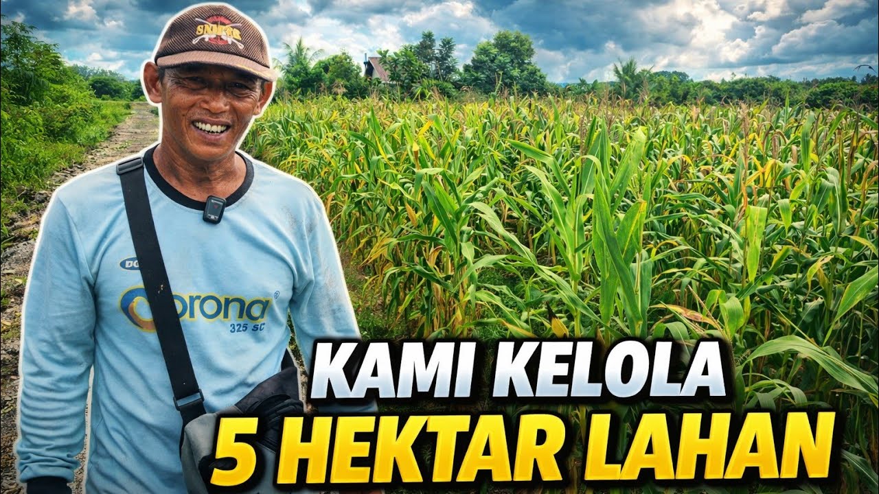 KAMI KELOLA 5 HEKTAR LAHAN UNTUK JAGUNG DAN PADI: CERITA PAK JOKO TRANSMIGRASI KALIMANTAN