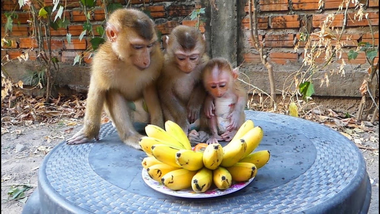 hree lovely monkeys wait patiently with their fruits while Mom feeds sweet baby Moly.