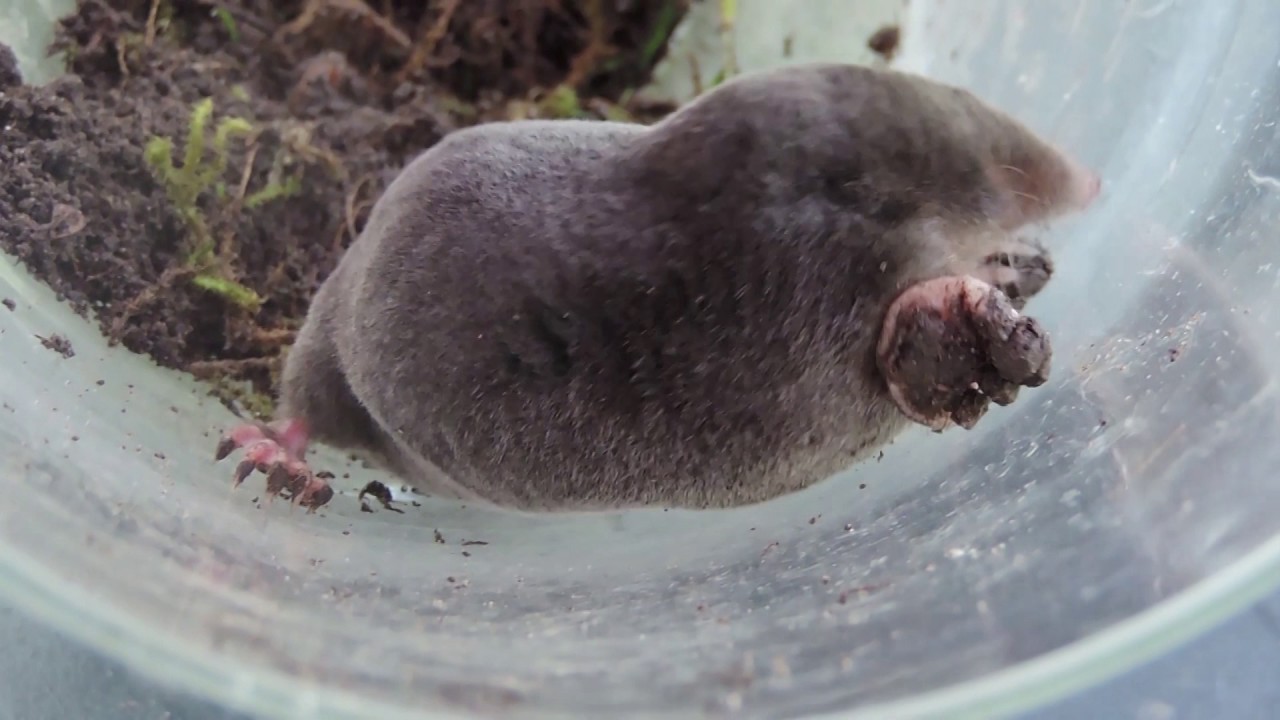 Help, een mol in de tuin (en in een glazen pot)! Overleeft hij het?