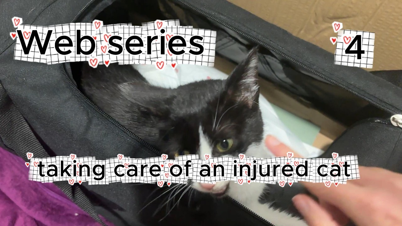 Web series taking care of an injured stray cat