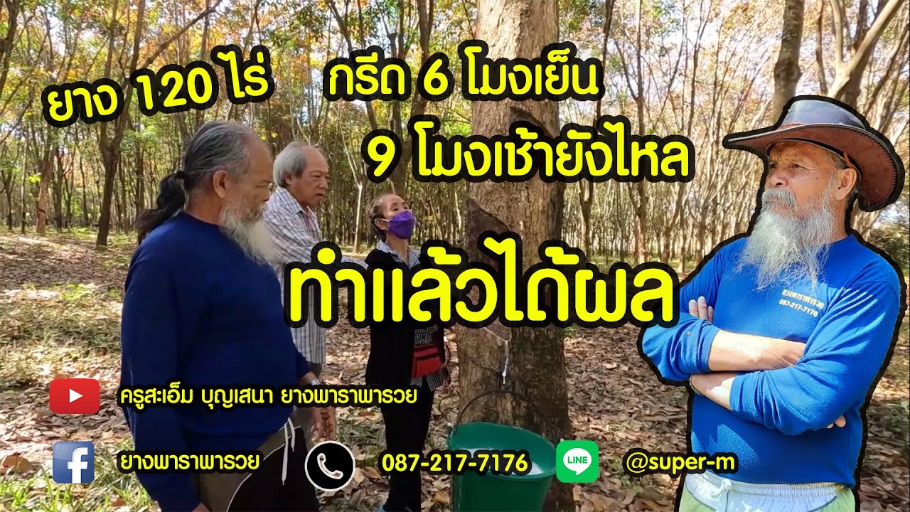 EP.74 กรีด 6 โมงเย็น 9 โมงยางยังไหล ผลจากการใช้จริงจากสวนชาวบึงกาฬ 6/1/65