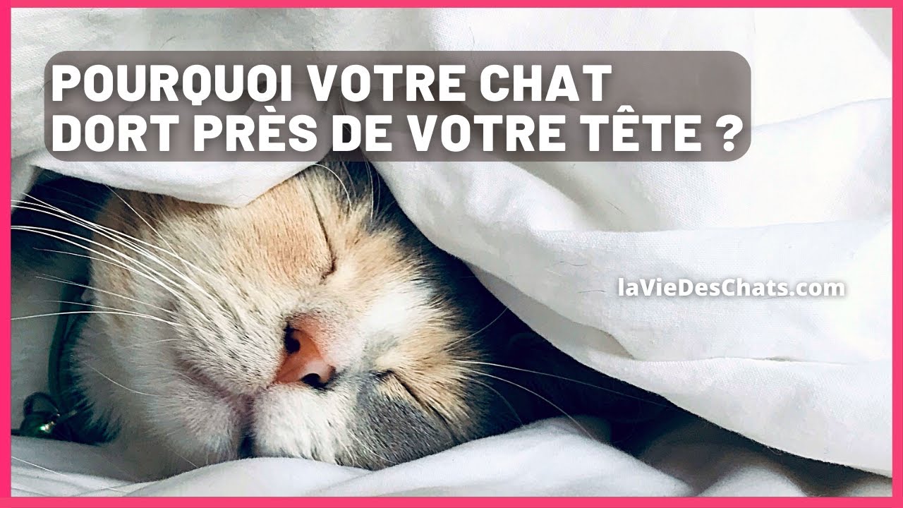 POURQUOI VOTRE CHAT DORT PR&Egrave;S DE LA T&Ecirc;TE ? 7 raisons