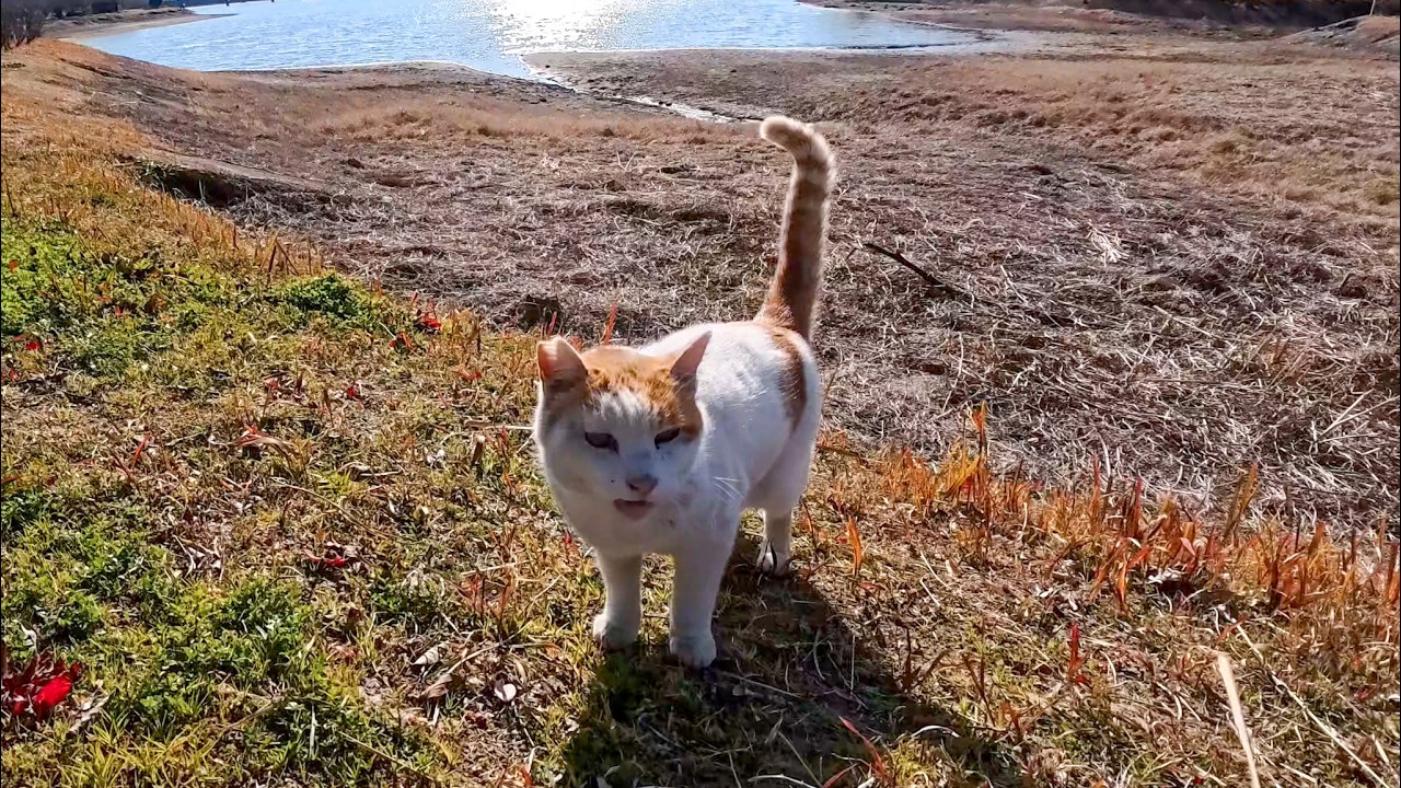 水が消えた池の底を探検してた猫ちゃん、気づいたらモフられに自分から上がってきた件