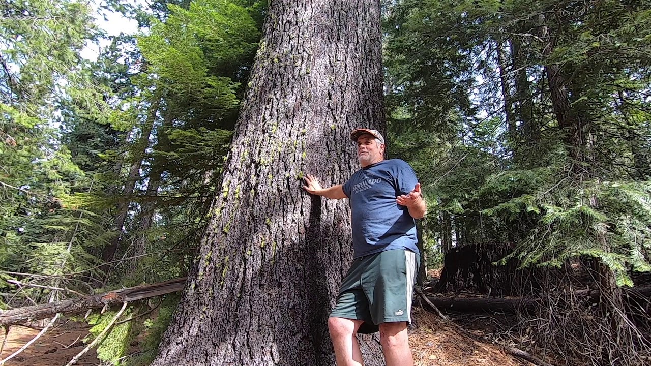 Сосна сахарная шишка — Pinus lambertiana