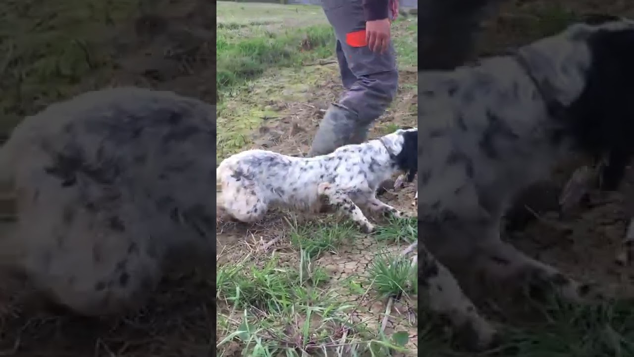Setter ferma g&uuml;nleri 🐾