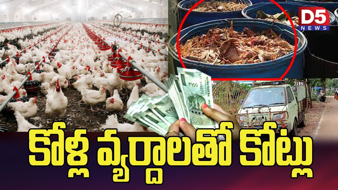 కోళ్ల వ్యర్థాలతో  కోట్లు @D5NEWS