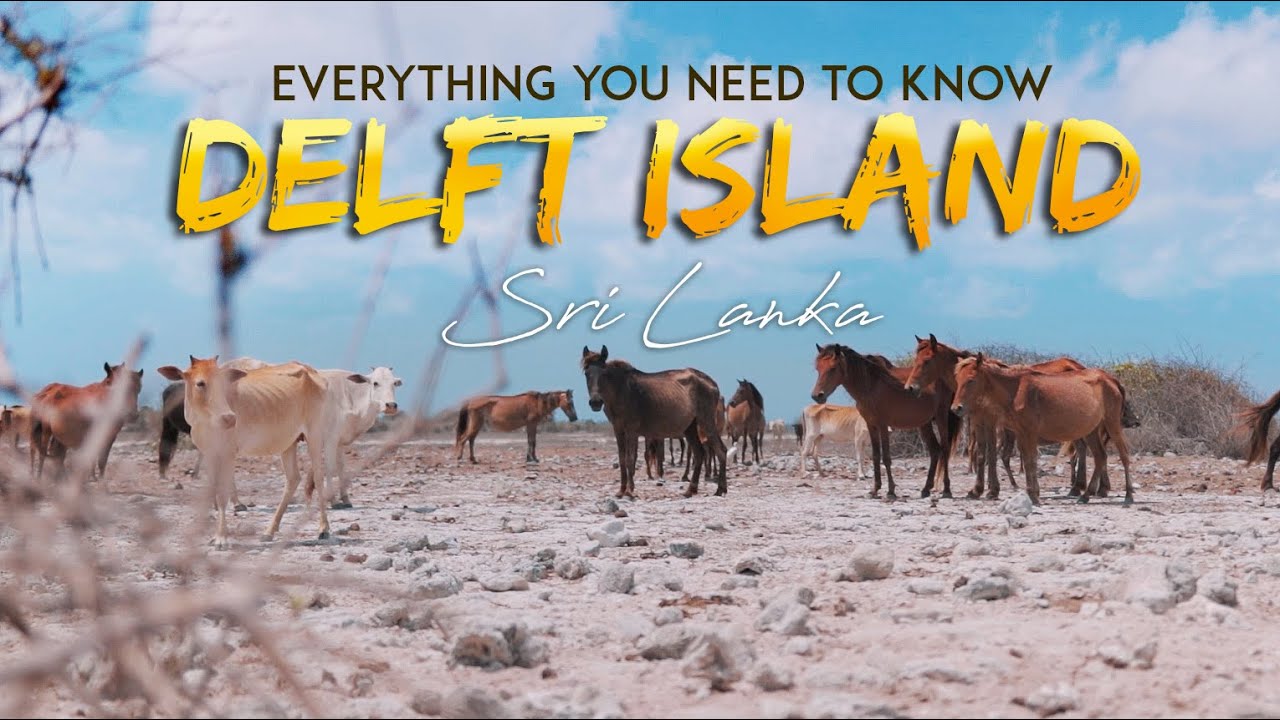 Delft - The Hidden Island in Sri Lanka 2019 🇱🇰  #MustVisit
