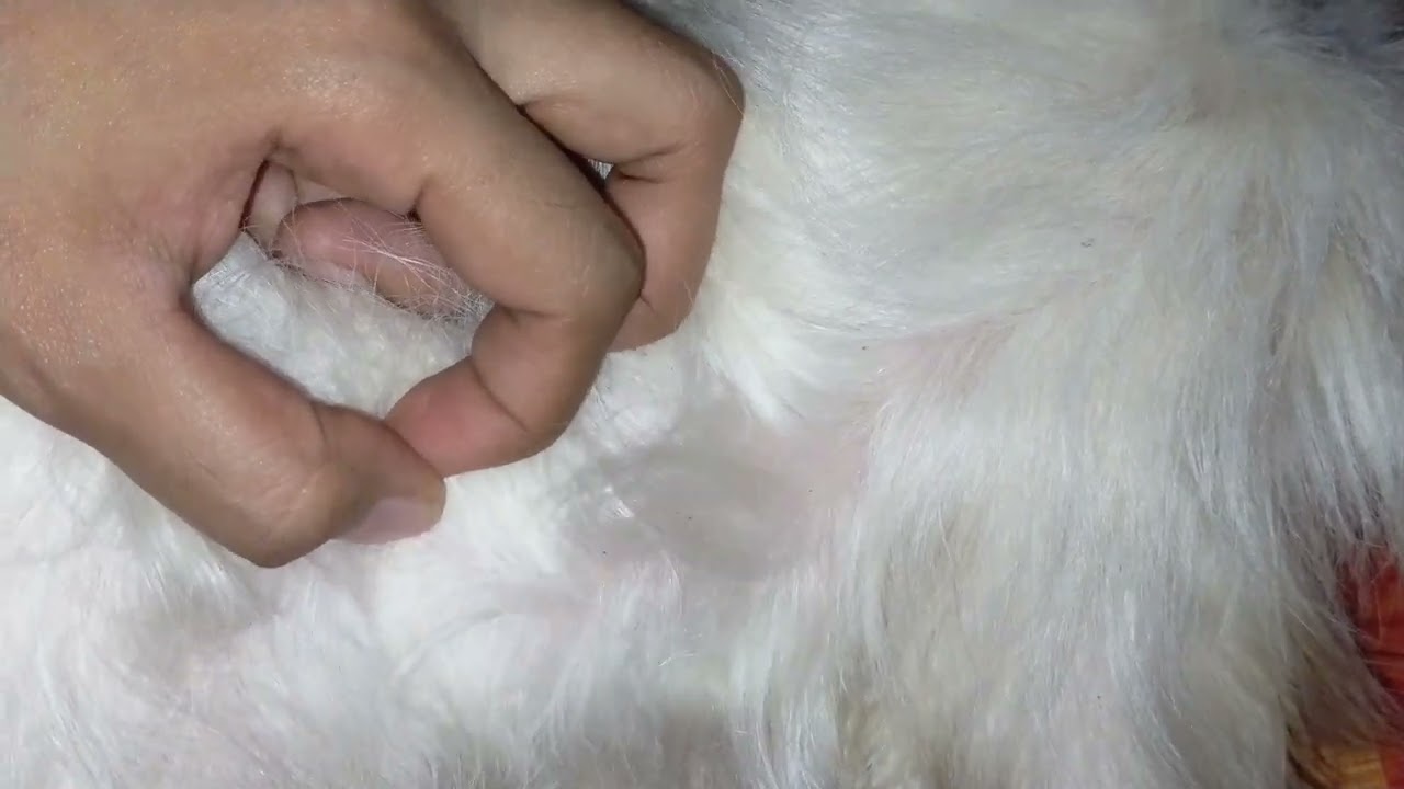 Let's remove dog fleas Vlog 14