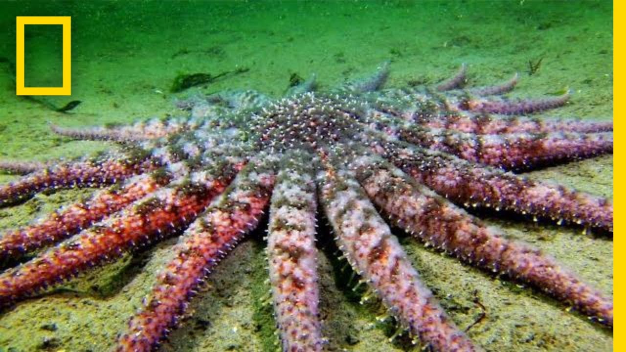 Słonecznikowy Seastar: przerażający drapieżnik? | National Geographic