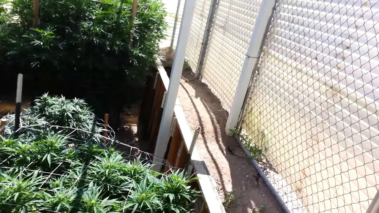 outdoor crop  update