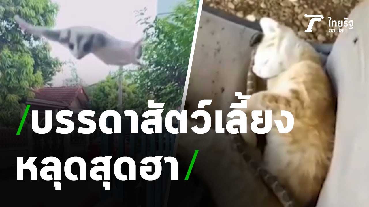 ตะลอนข่าวขำขำ : สัตว์เลี้ยงหลุดสุดฮา | 24-02-64 | ตะลอนข่าว