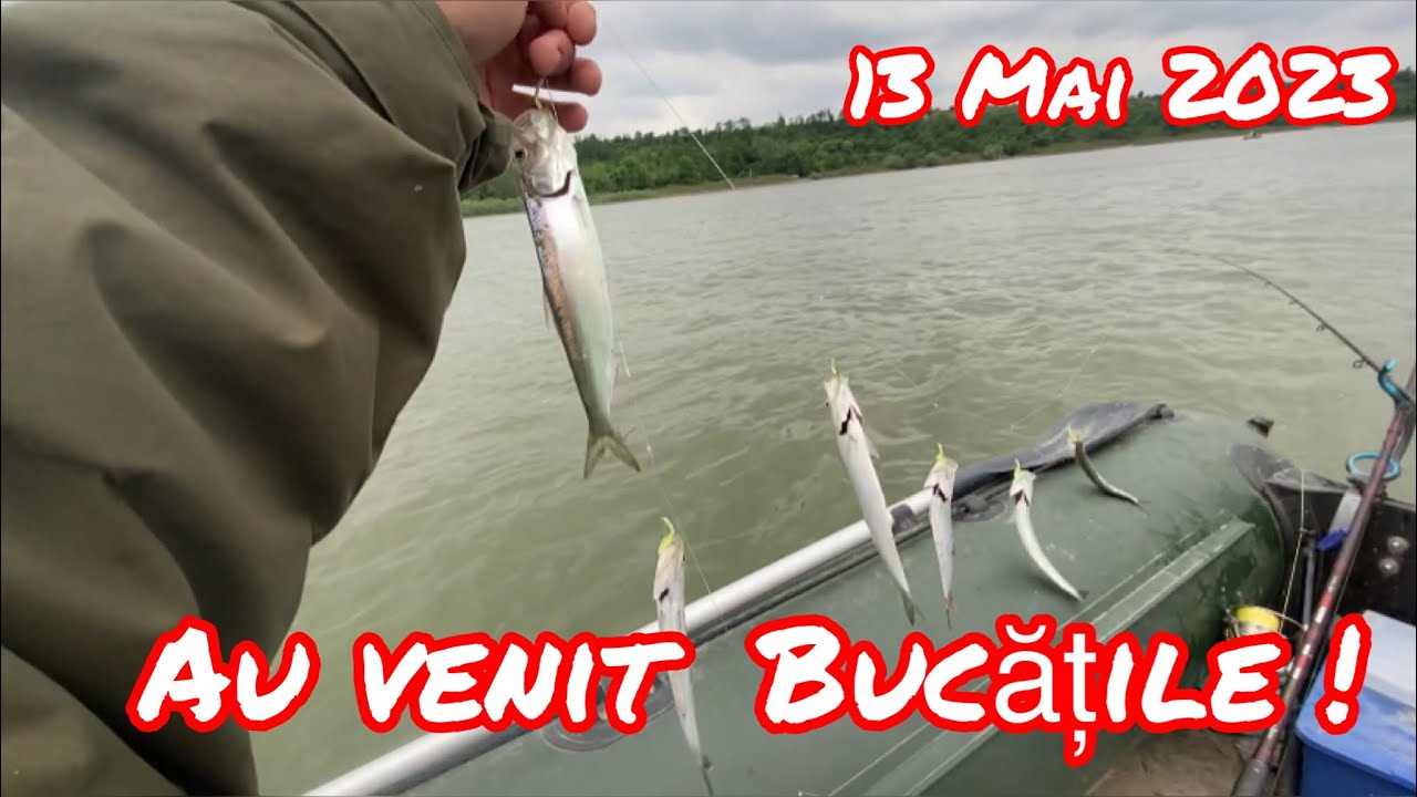 AU VENIT ȘI FEMELELE !!😱😱 Pescuit la scrumbie in zona Izvoarele 13.05.2022 #dunarenii #fish #carp