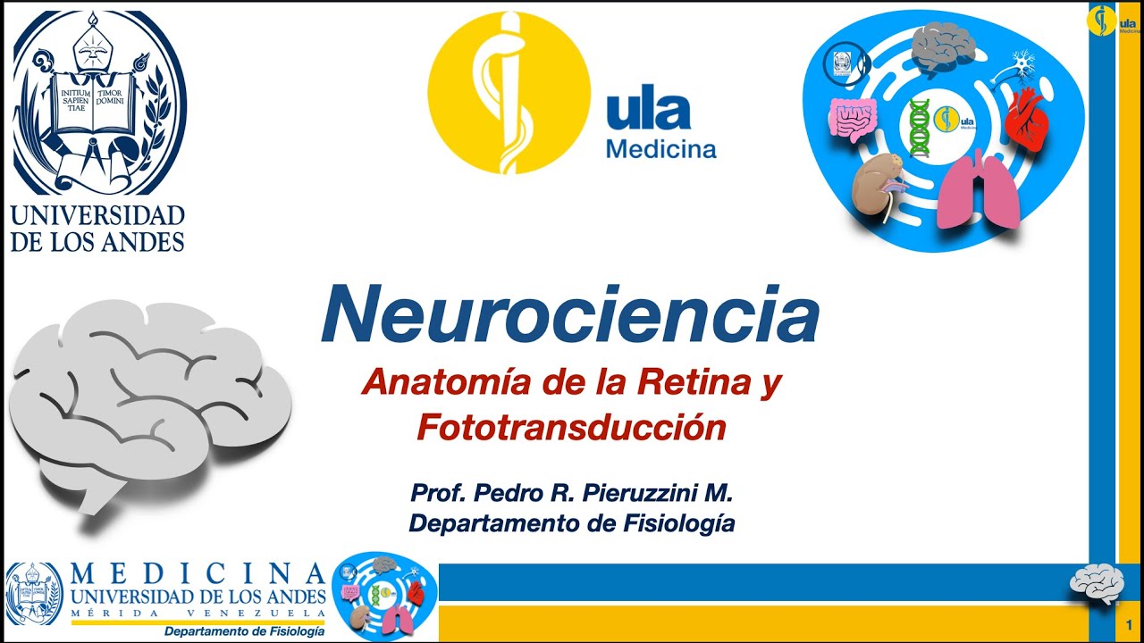 Anatomía de la Retina y fototransducción