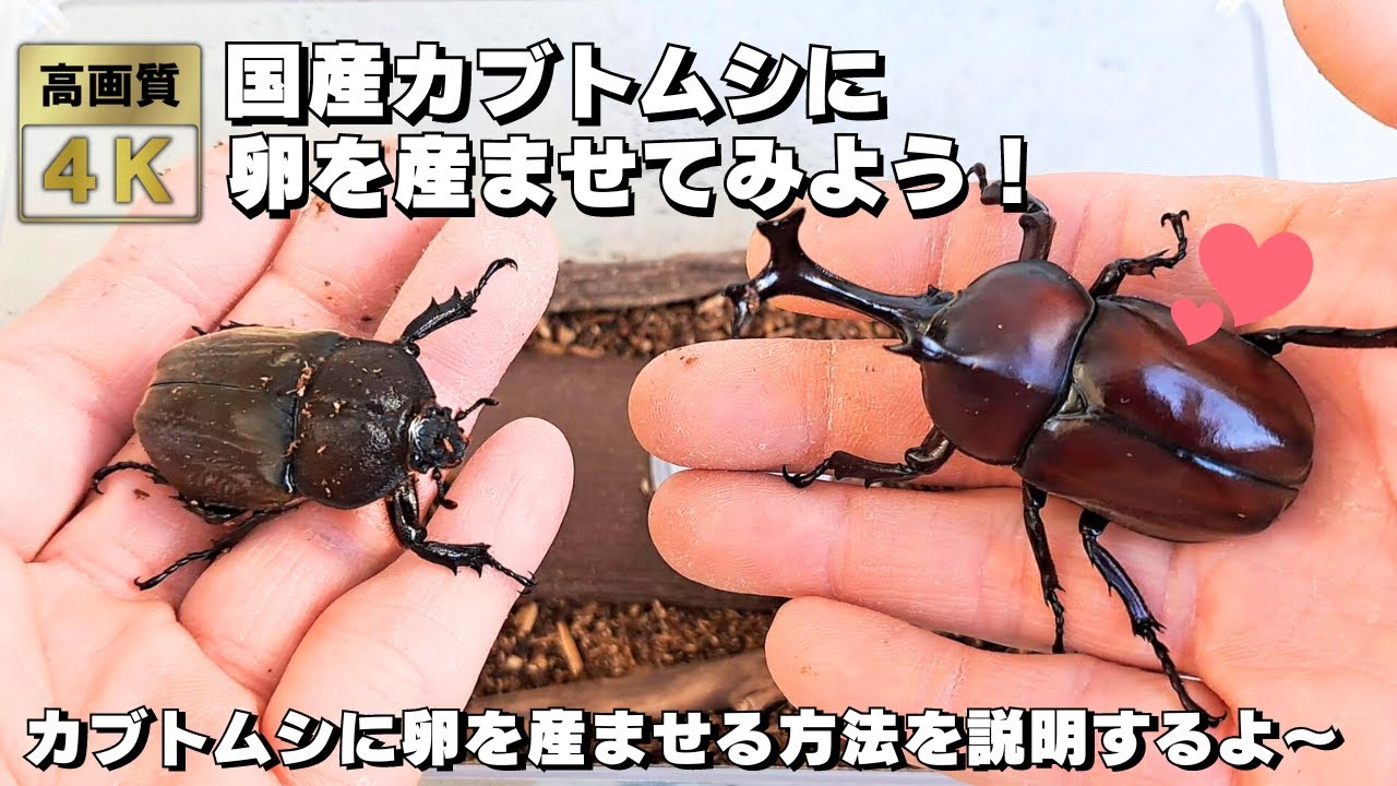 カブトムシに卵を産ませてみよう！日本のカブトムシに卵を産ませる方法を分かりやすく教えるよ～