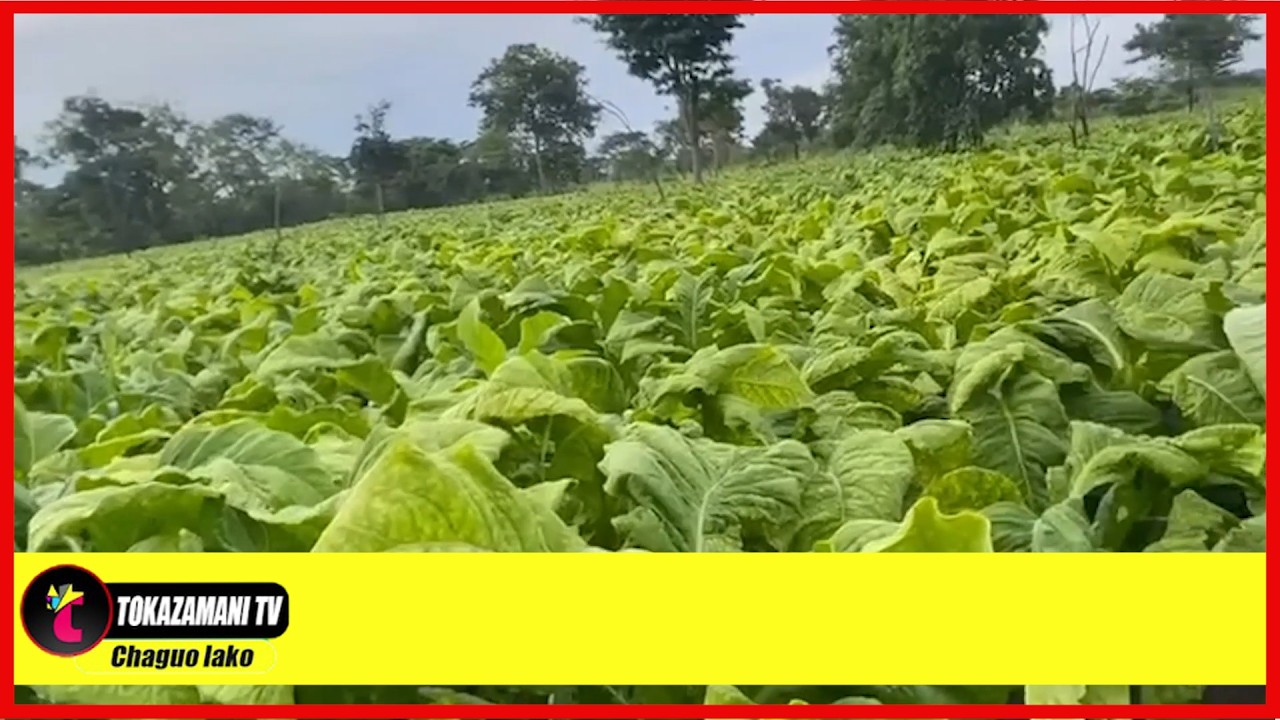WAKULIMA WA TUMBAKU WA SONGEA NA NAMTUMBO WANATARAJIWA KUZALISHA TANI 4000 ZA TUMBAKU.