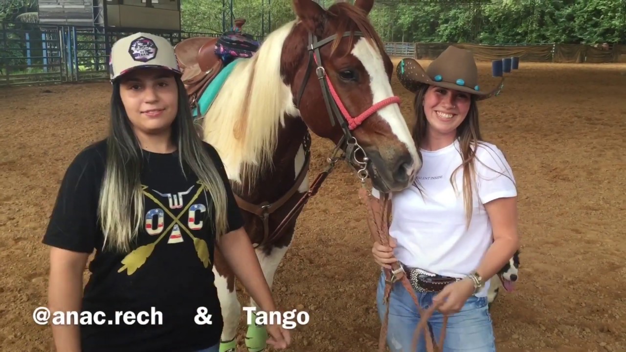 GUIA DE RAÇAS: PAINT HORSE