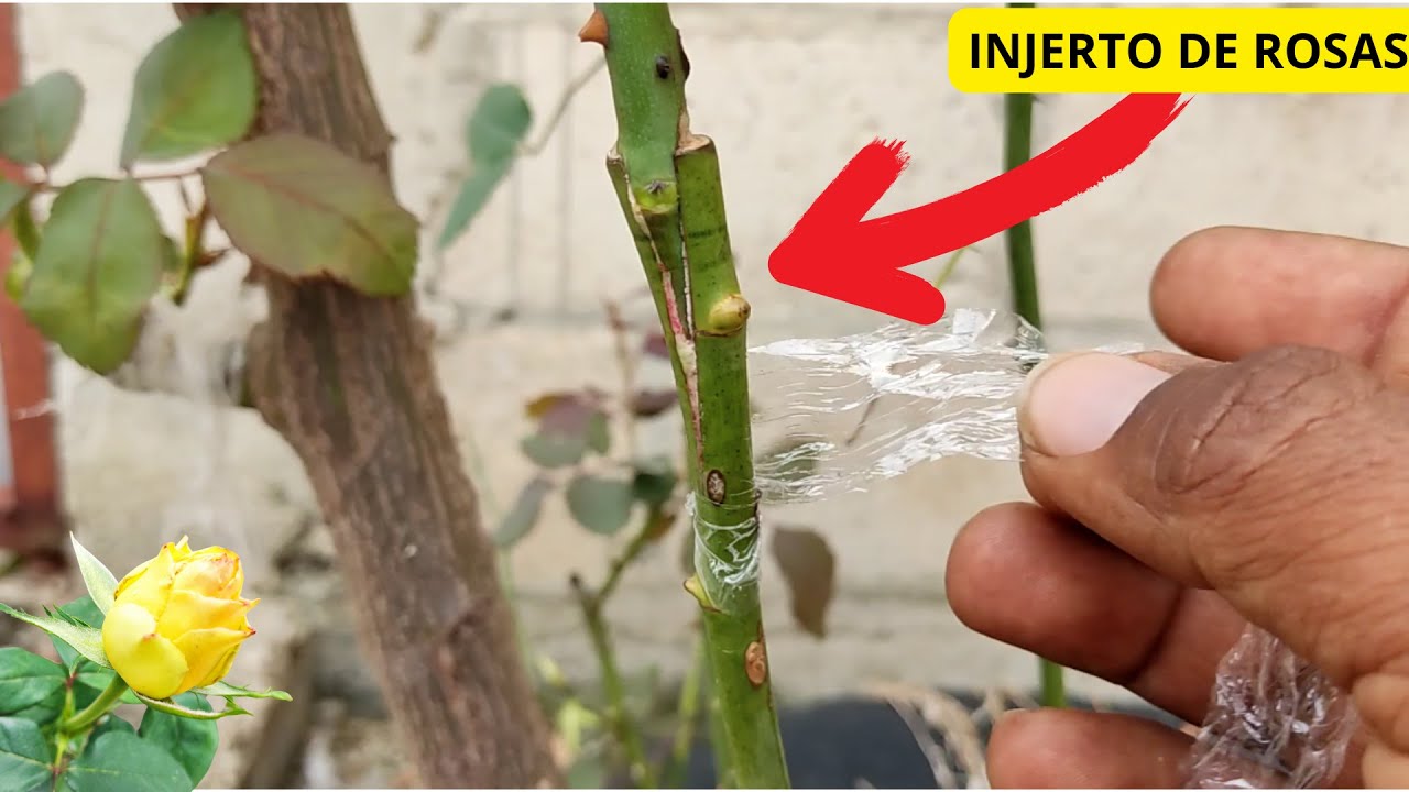 ✅Este injerto de rosas me dejo sin palabras/Rose grafting 🌹#rosas #injerto #rosegrafting #metodo