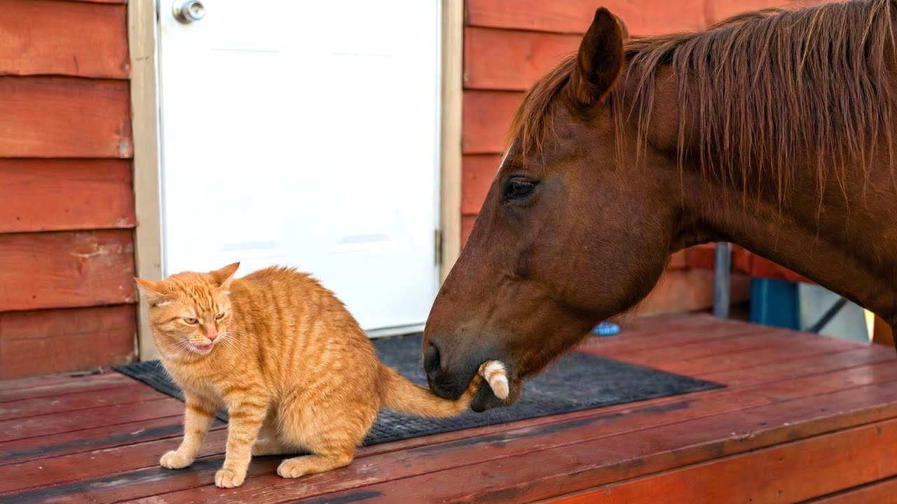 Hilarious Cat Encounters With Animals 😹😂 | Funny Cats That Will Make You Laugh & Relax 😺