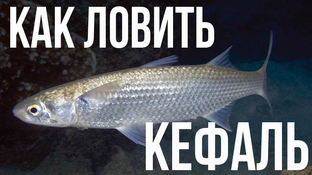 Черноморская кефаль. Что это за рыба? Как ловить кефаль?