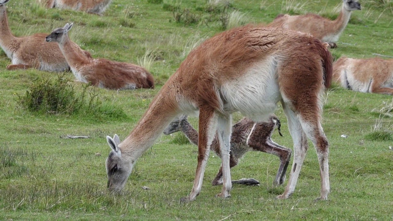Guanaco Giving Birth in Patagonia || ViralHog